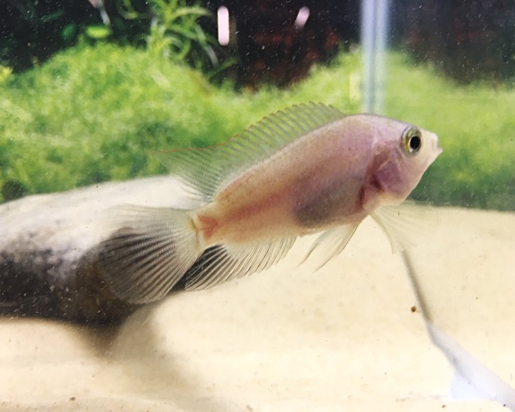 Jack Dempsey Cichlasoma Octofasciatum The Trop Company